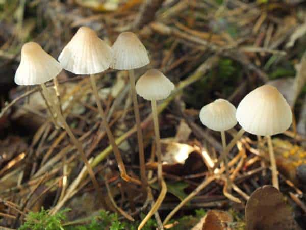 What is Mycena?