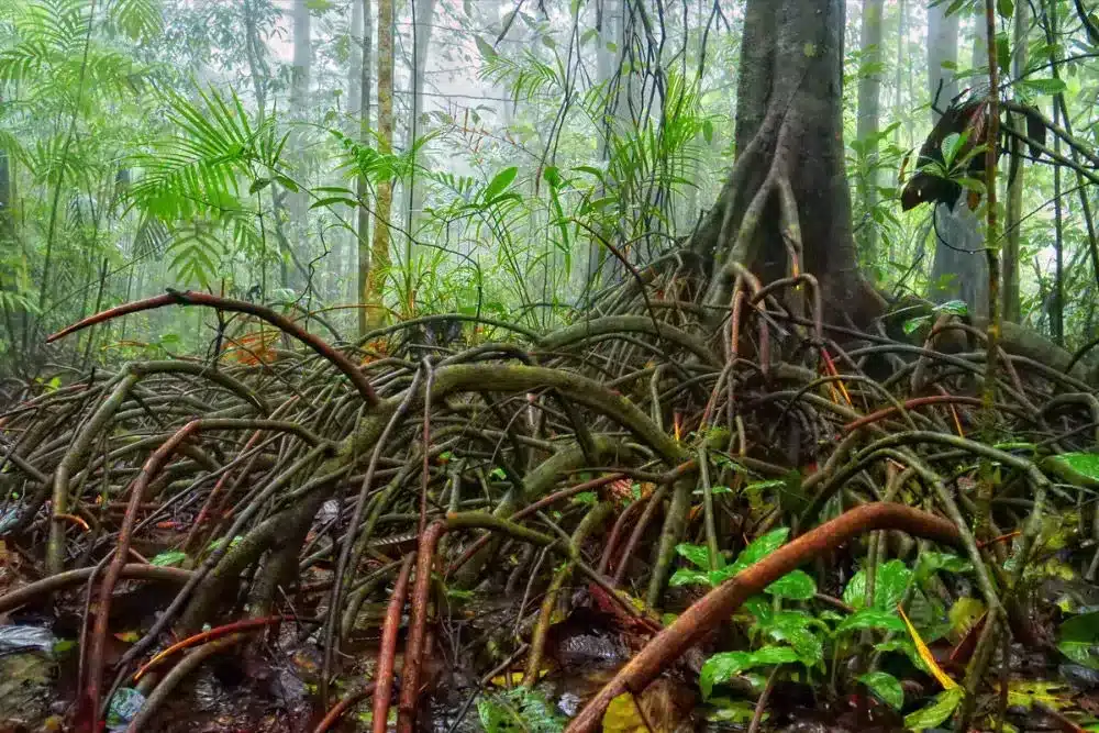 Myristica swamps