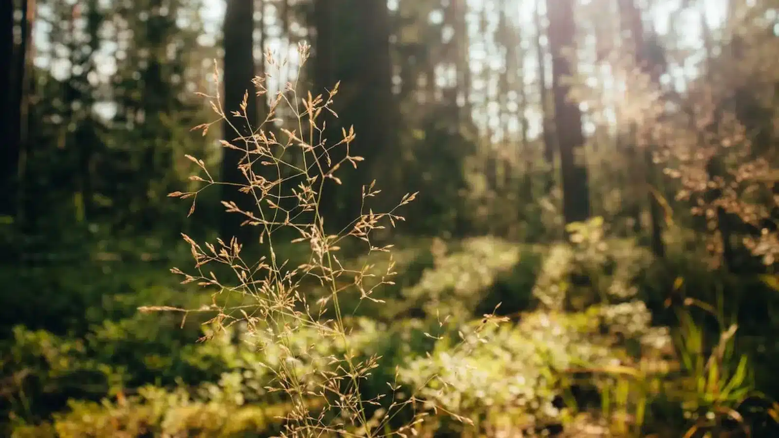 What is the Nature Restoration Law (NRL)?