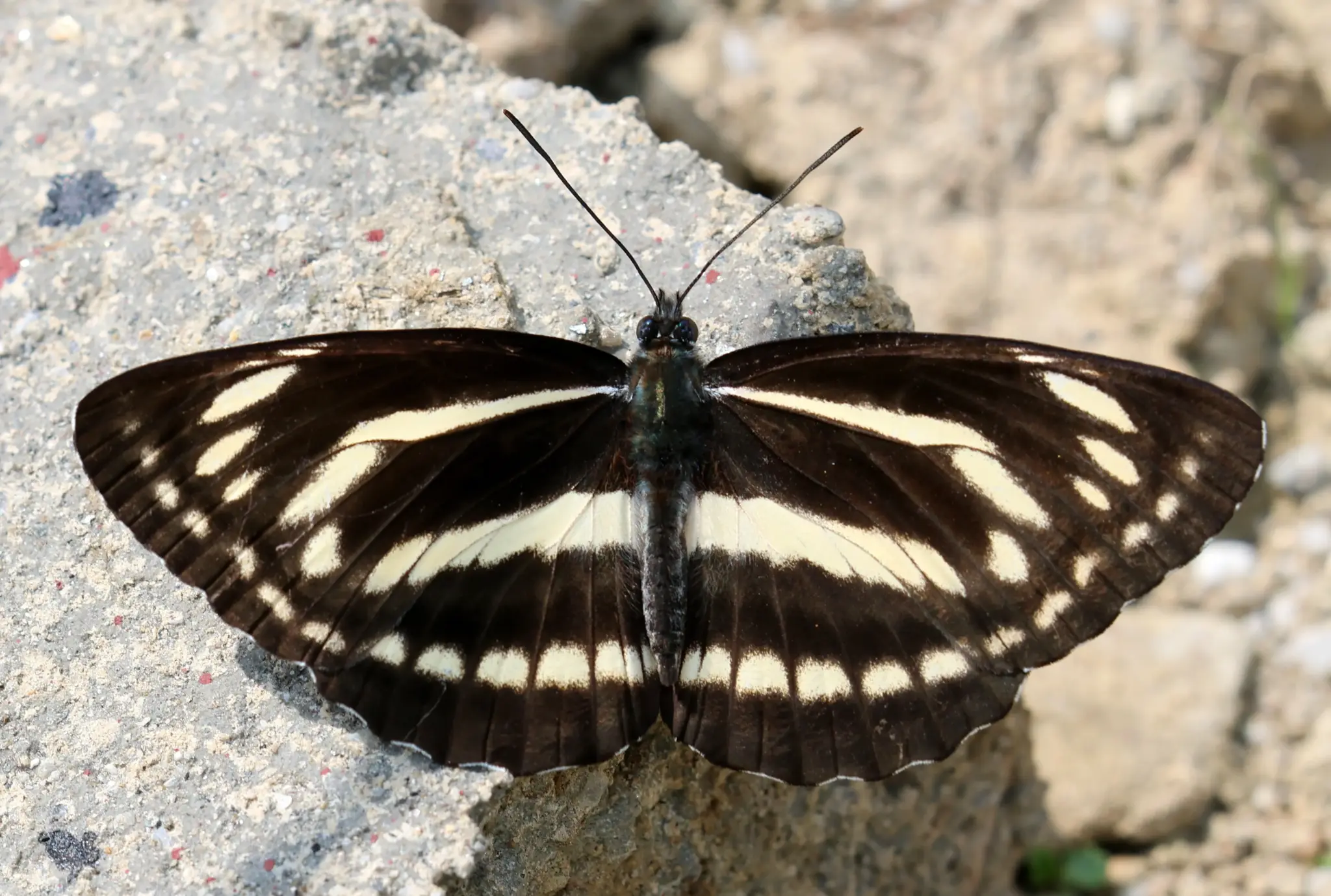What is Neptis Philyra?