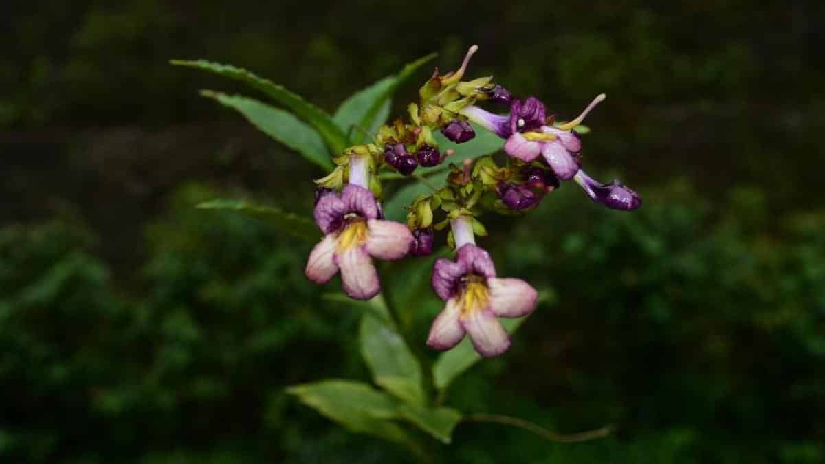 New epiphytic plant