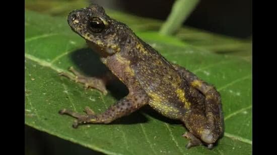 New Toad Species