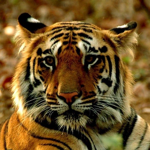 Navegaon Nagzira Tiger Reserve