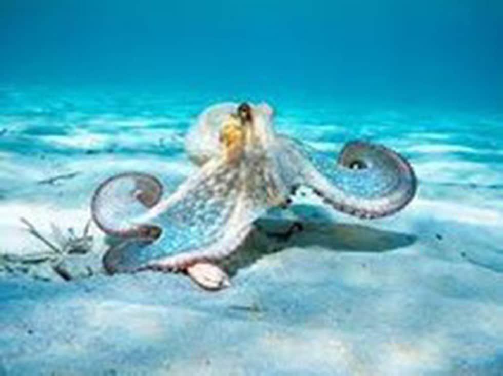 Octopus nursery