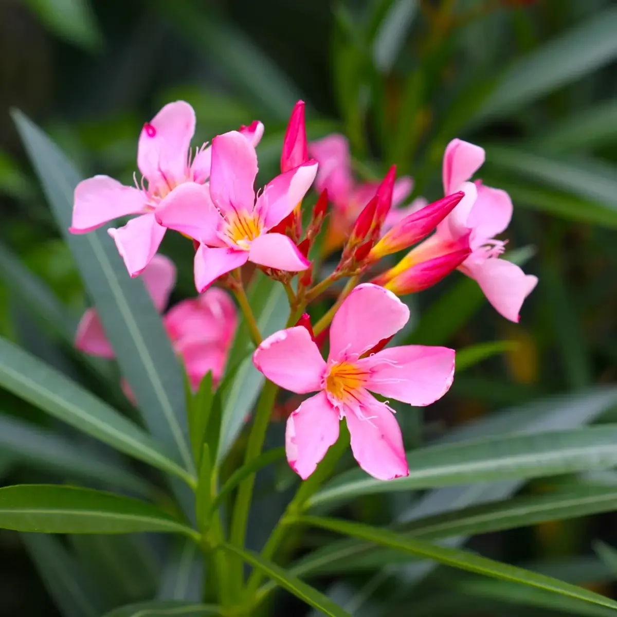 Oleander flowers
