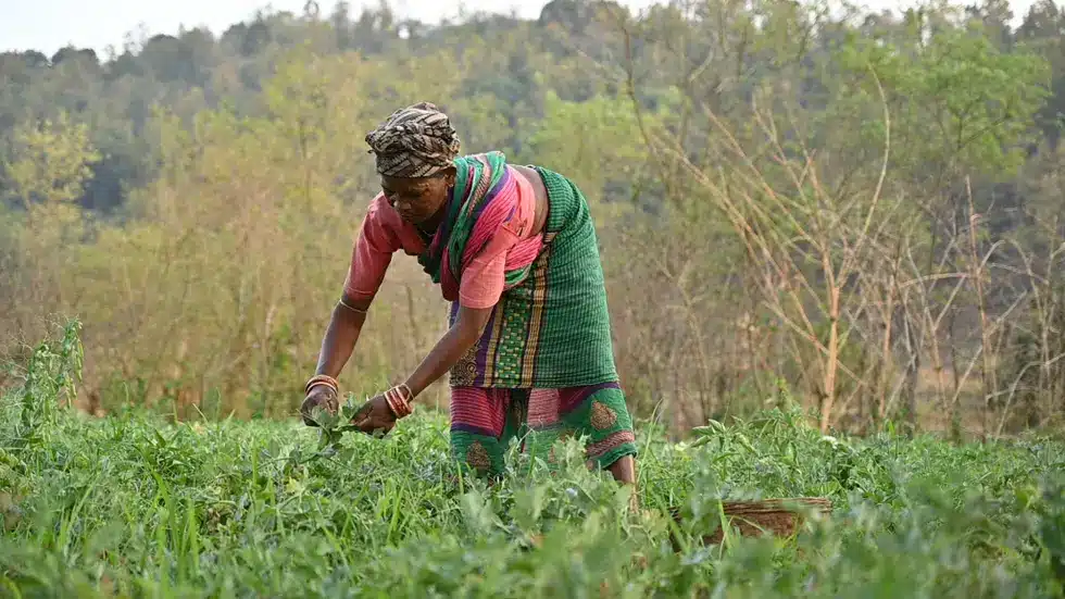 Paira Cropping System