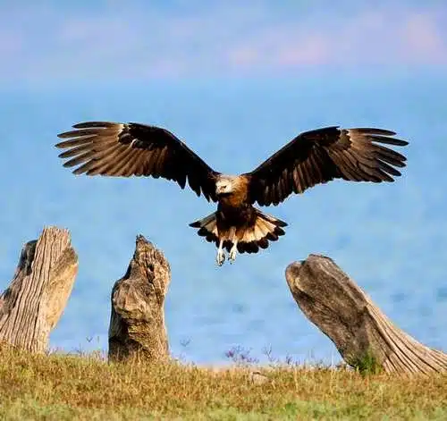 Pallas fish eagle