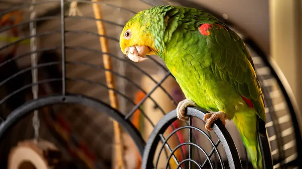 Parrot Fever
