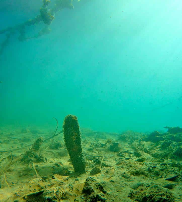 What is Pinna nobilis?