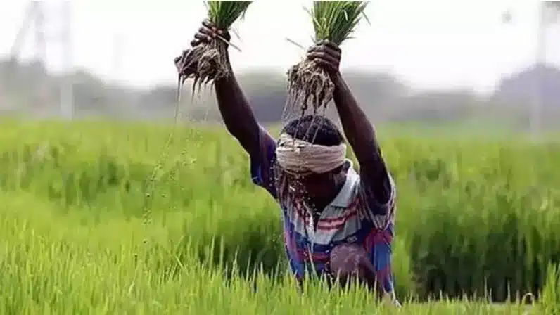 Pradhan Mantri Fasal Bima Yojana (PMFBY) finds more takers