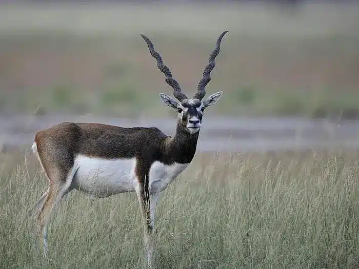 Pranahita Wildlife Sanctuary