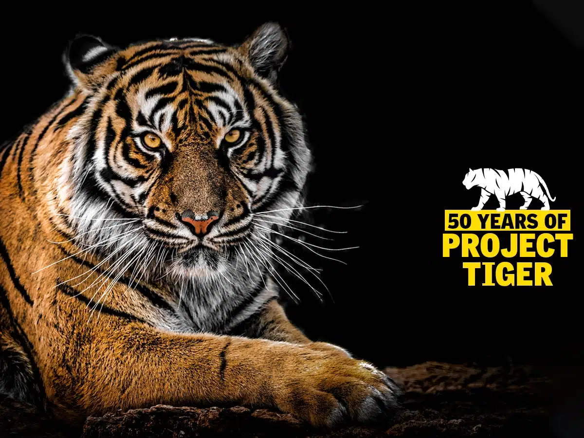 50 Years of Project Tiger