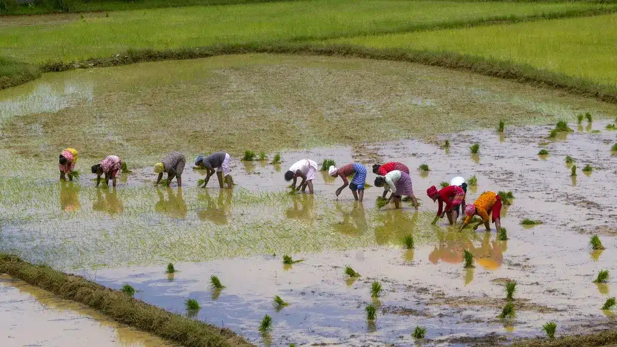 Pros and Cons of Natural Farming in India