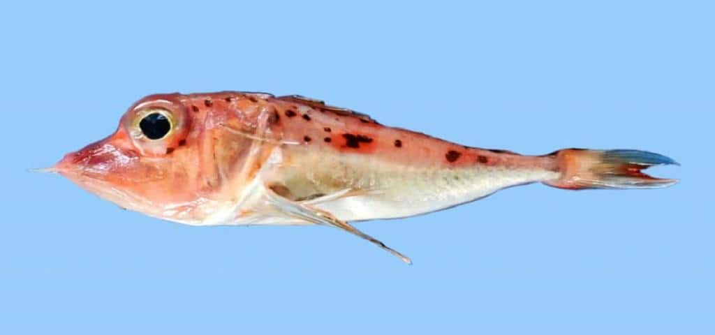 Pterygotrigla intermedica
