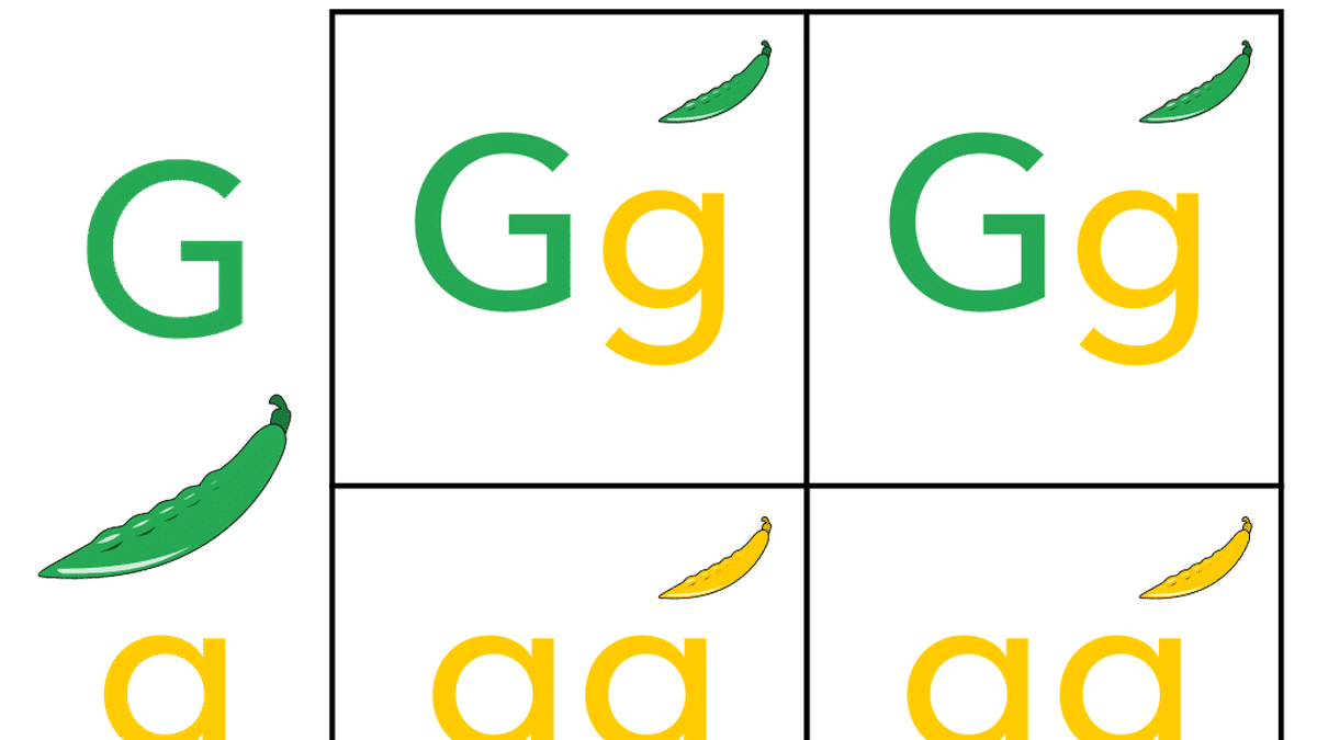 Punnett square