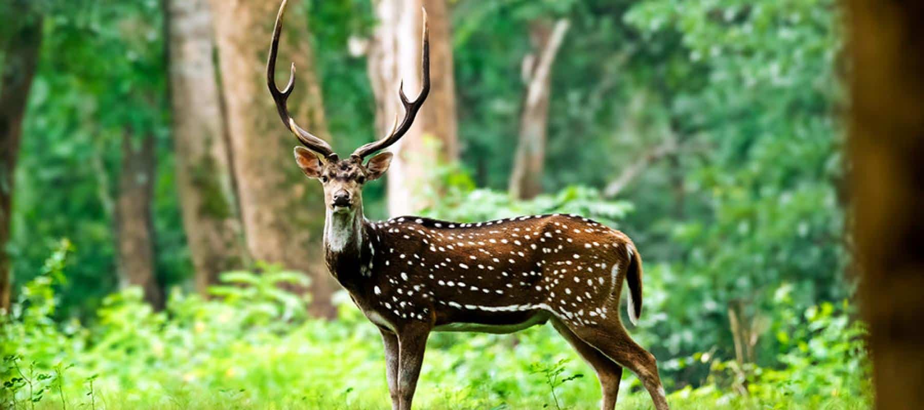 Ralamandal Wildlife Sanctuary