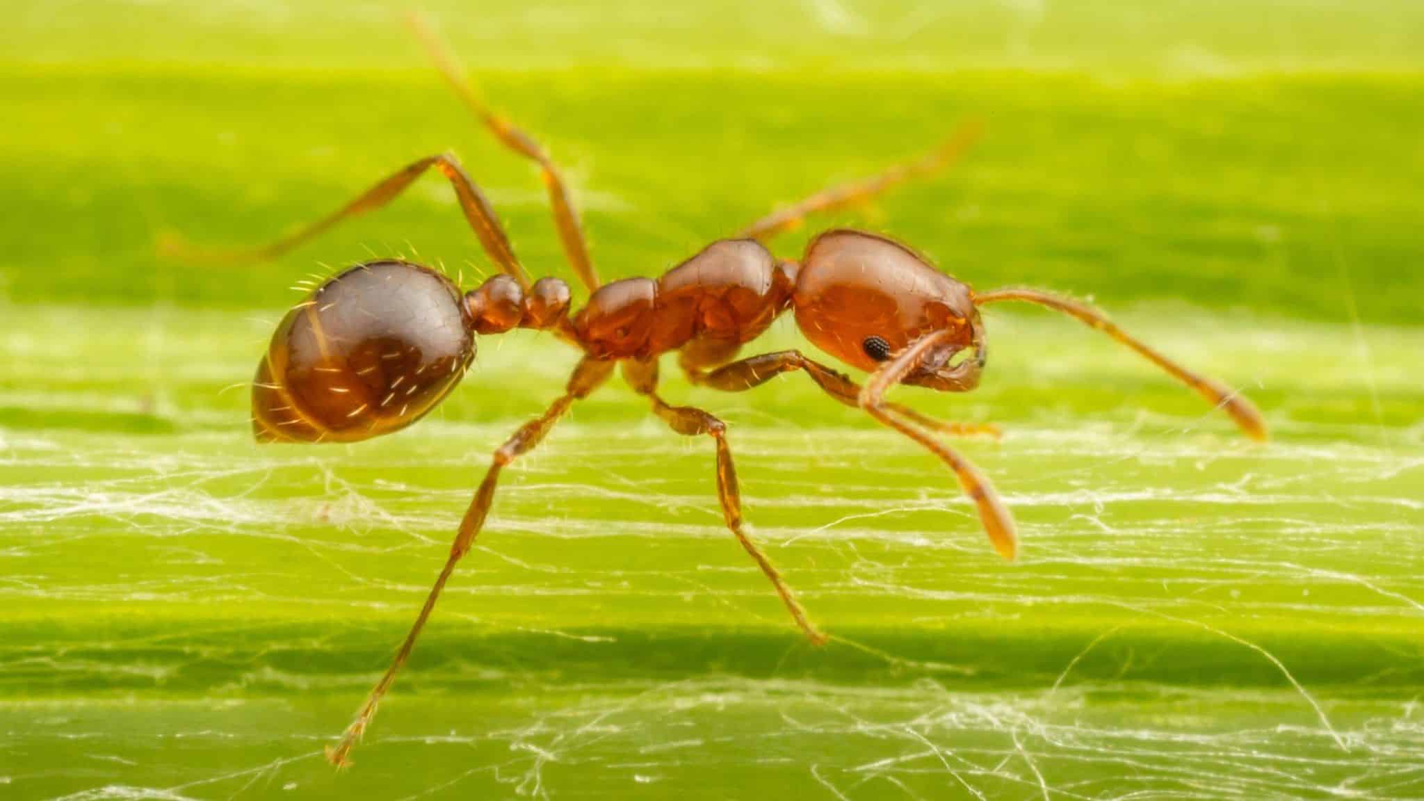 What are Red Fire Ants?