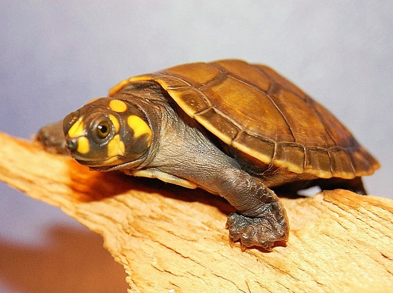 Yellow-spotted Amazon River turtle