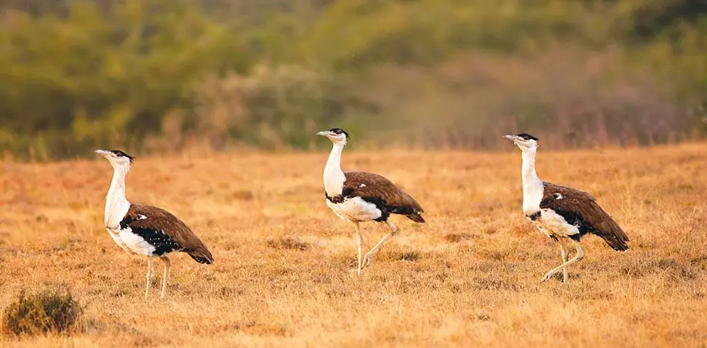 Rollapadu Wildlife Sanctuary