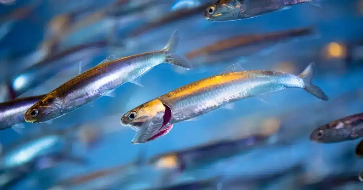 Sardine run
