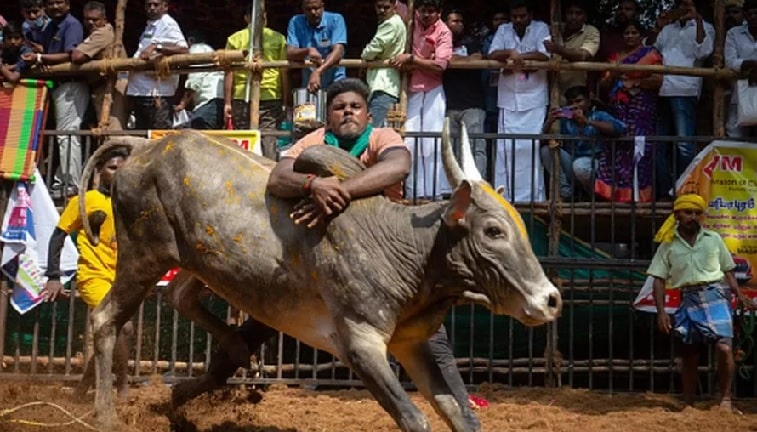 SC upholds validity of Jallikattu