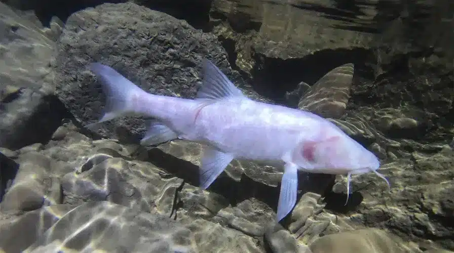 What is Schistura sonarengaensis?