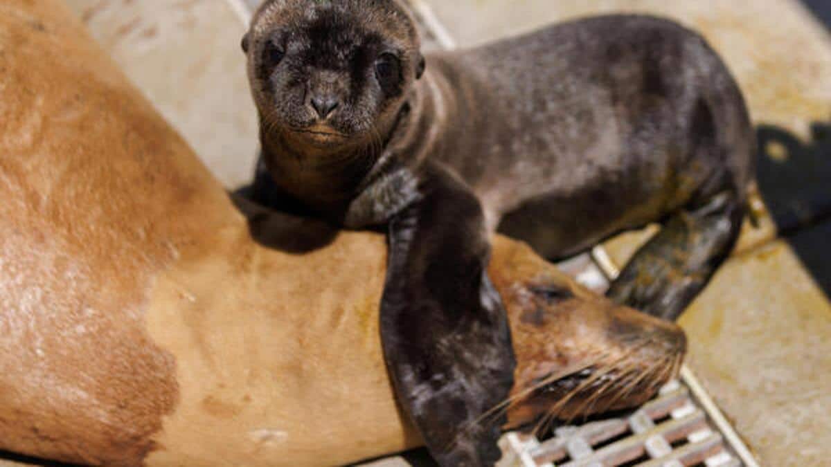 Sea lion