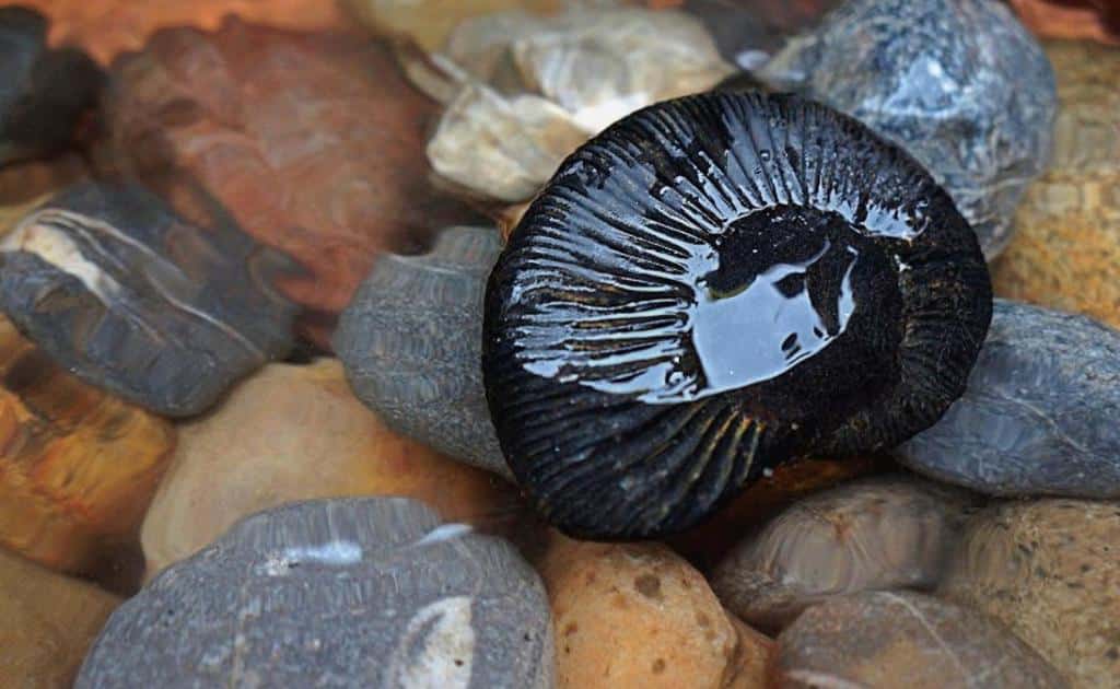 Shaligrams