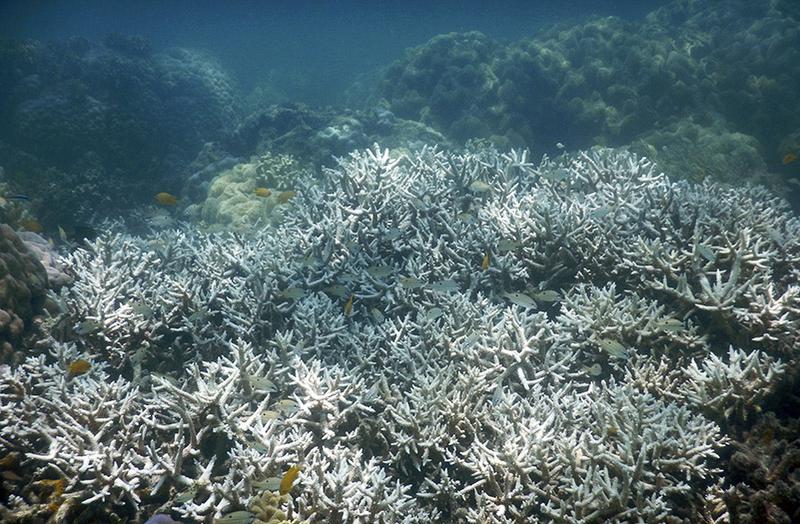 Staghorn coral