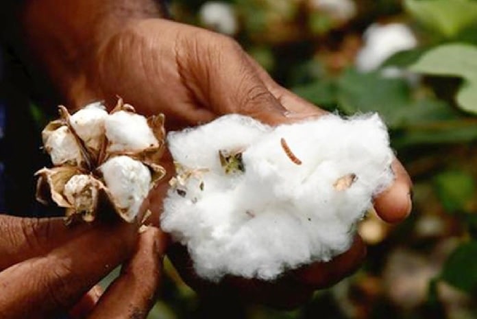 Genome-Edited Crops