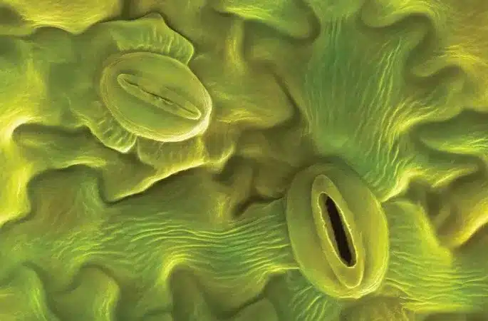 What are Stomata?