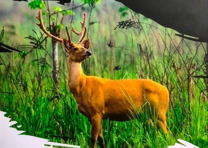 Swamp deer