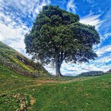 Sycamore tree