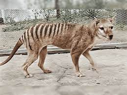 Tasmanian tiger