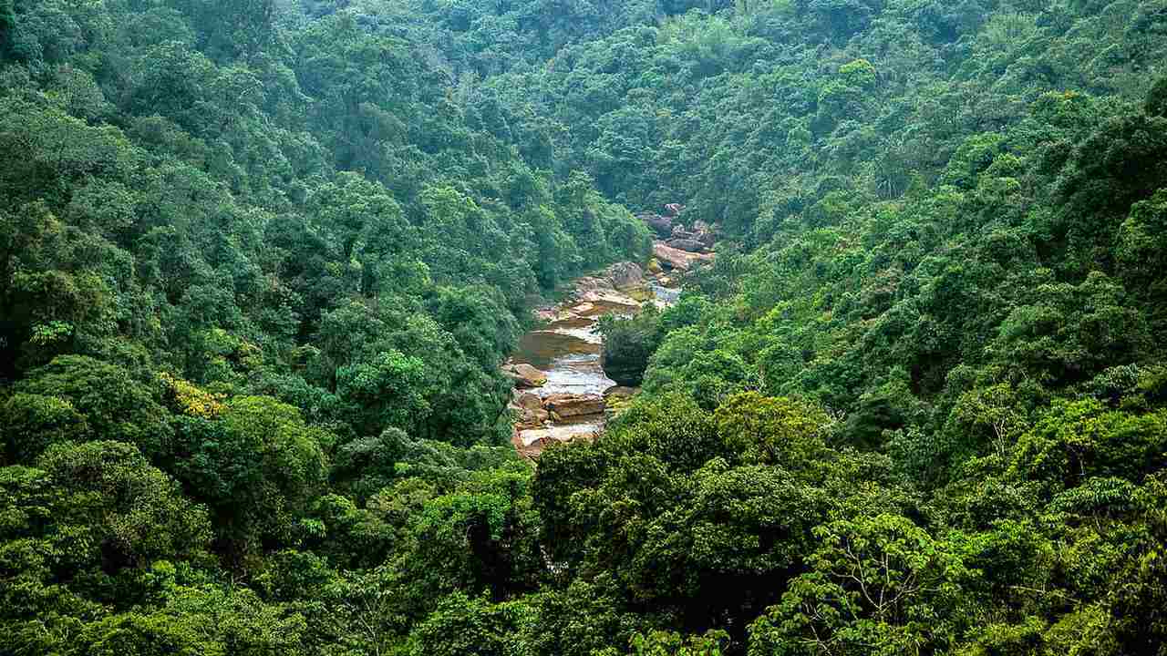 The case for open, verifiable Forest Cover data