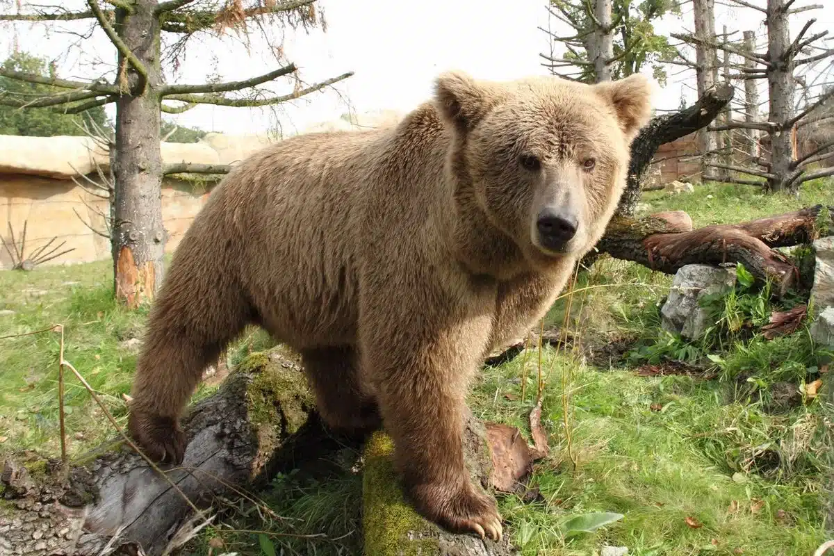 What is Tibetan Brown Bear?
