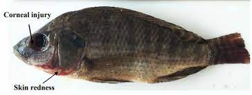 Tilapia parvovirus (TiPV)