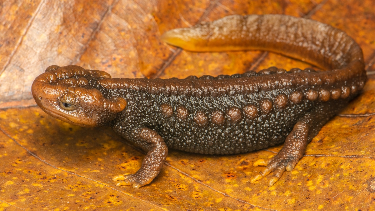 Tylototriton Zaimeng