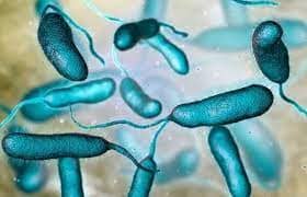 Vibrio vulnificus