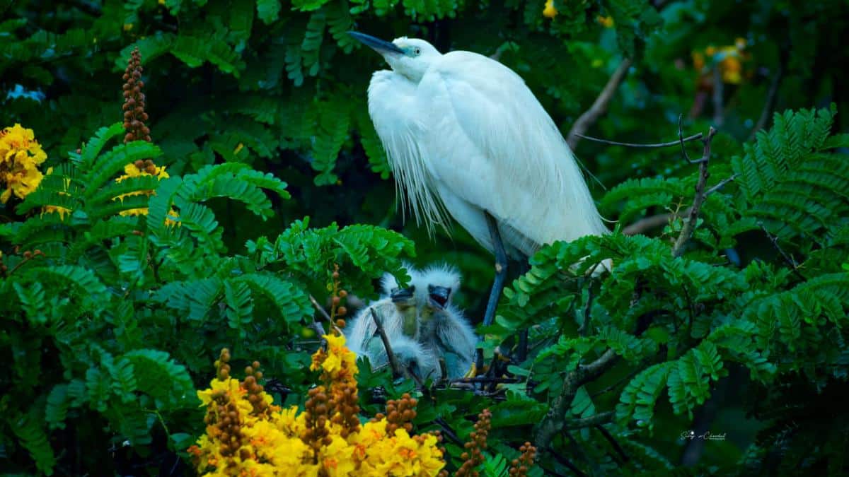 What are Herons?
