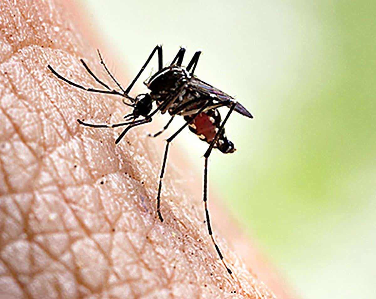 What is Dengue?