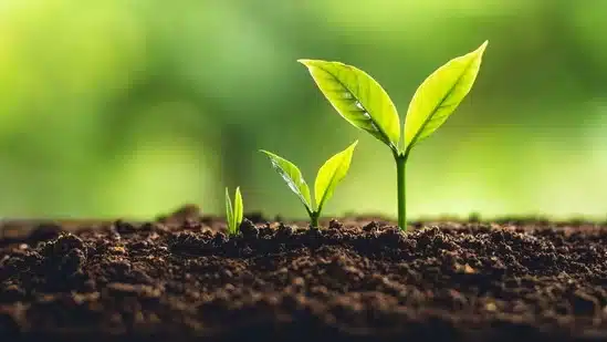 Soil Organic Carbon (SOC)