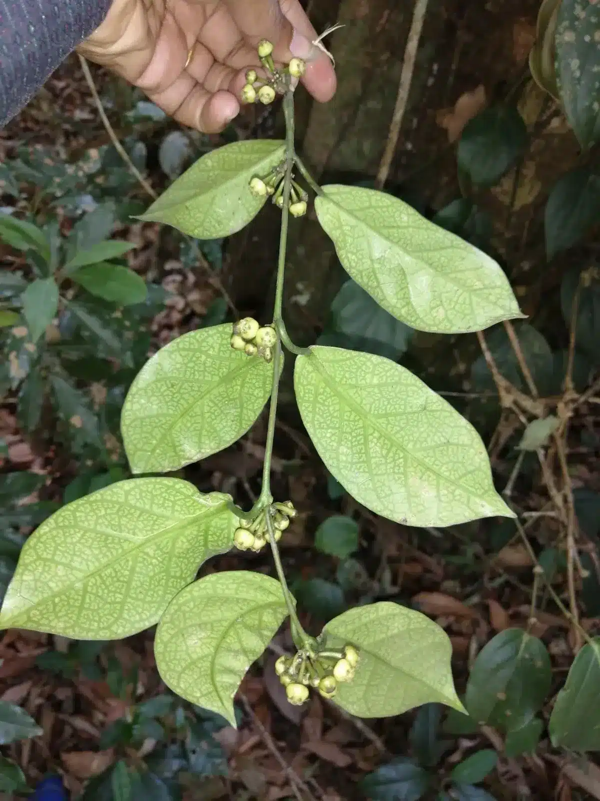 What is Gongronema sasidharanii?