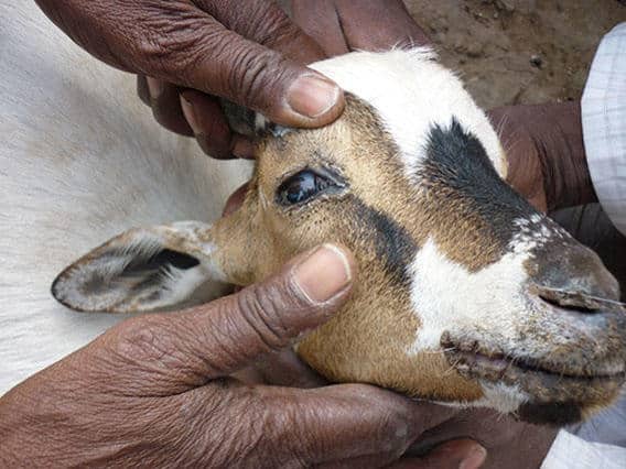 What is Peste Des Petits Ruminants (PPR)?
