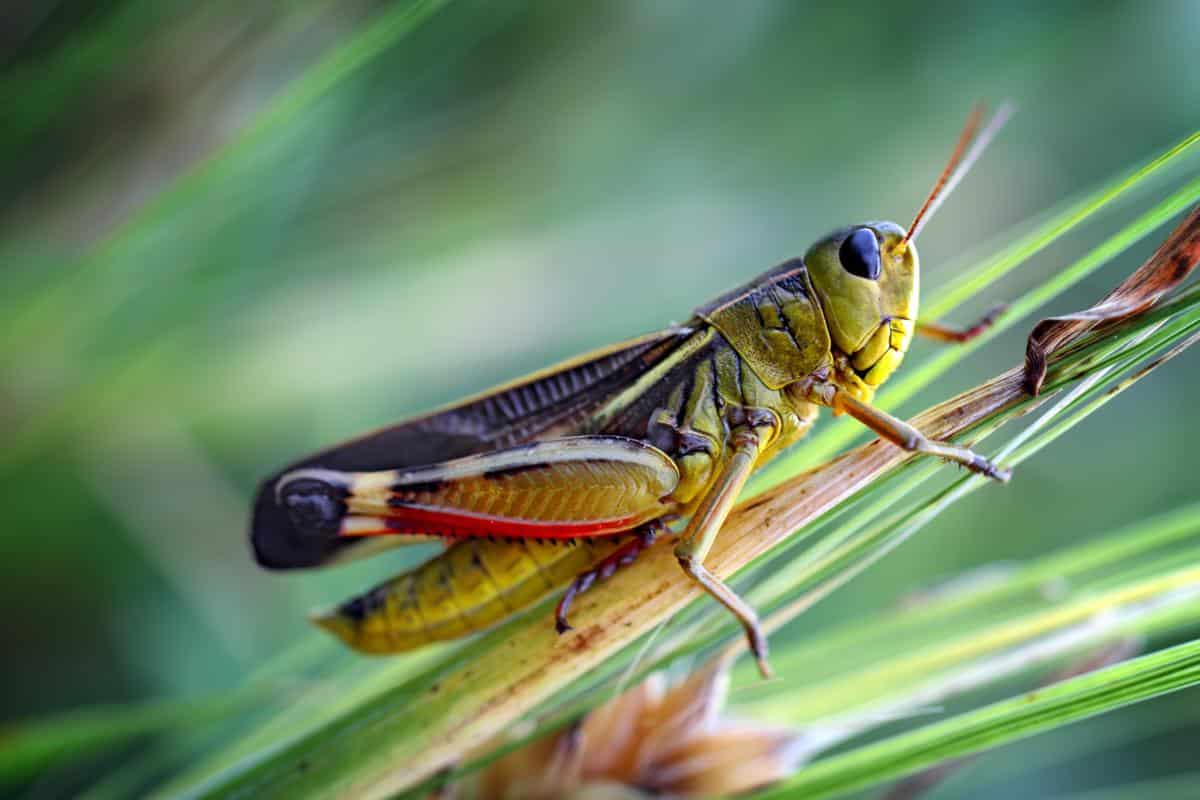 What is Phonotaxis?