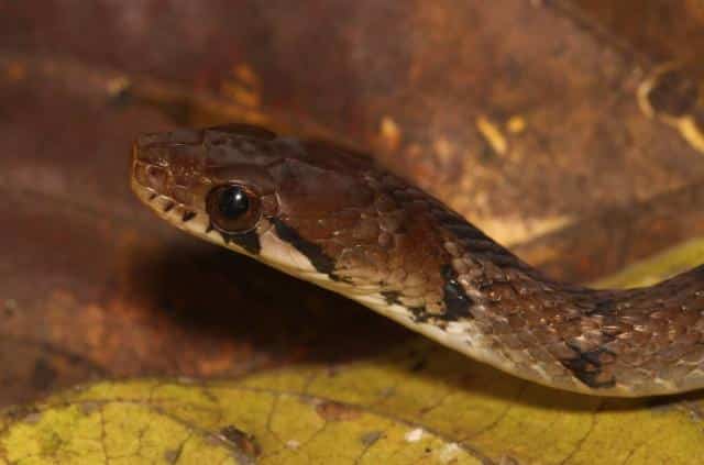 What is Sahyadriophis Uttaraghati?