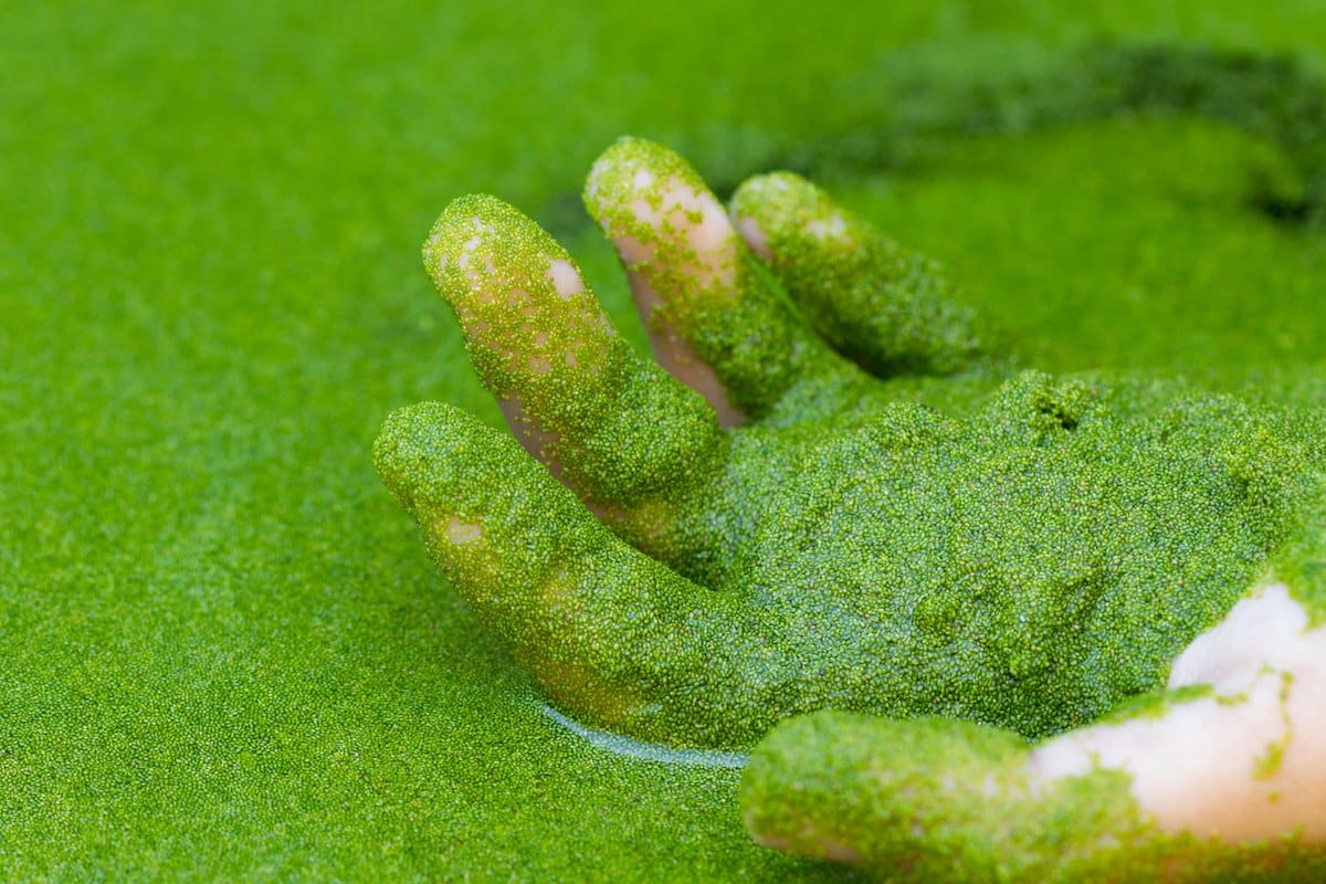 What is Watermeal?