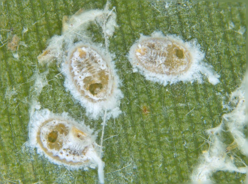 Whitefly