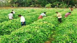 Why India’s Farm Exports May Face Headwinds?