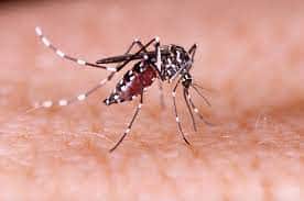 Zika Virus
